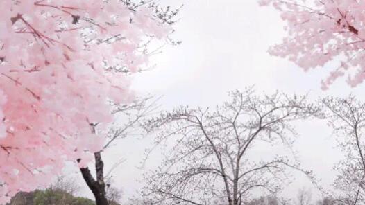 æµ·å?£ä???åº?????樱è?±è??????ä¸??¨æ?????±ï?å®??¹é???? title=