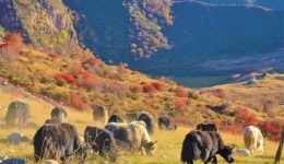 内蒙古9.7亿亩草原实现“带薪休假”