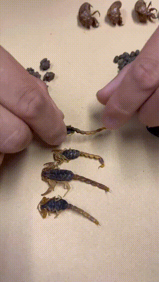 1 1
