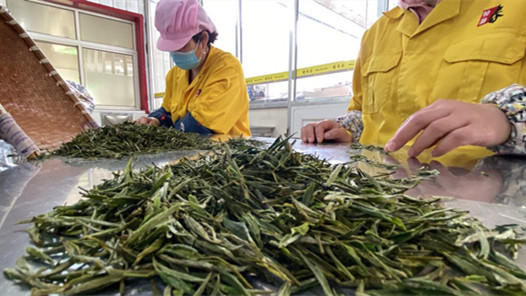 海南白沙茶产业人才职称评定打破学历限制