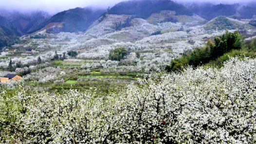 万亩梨花渐次绽放 游京北山区享受梨花谷雨