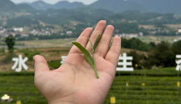 发现最美铁路·春涌秦巴走西成丨沿着铁路一起上春山，采春茶！