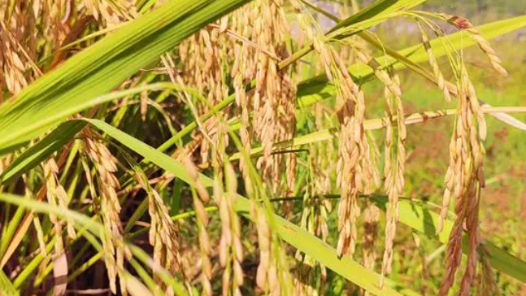 ??????????稻?????????水稻?????????追????平?士