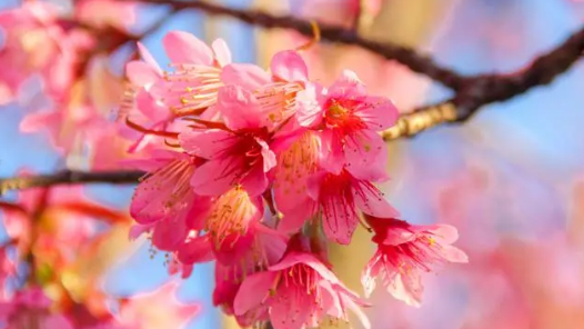 海?????????樱????????????????????? title=