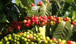 云南将开启咖啡精深加工的“工业革命”