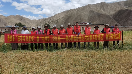 西藏萨迦县举办收割劳动竞赛
